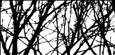 欧式边框抽象树影图片