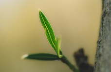 墙纸植物树叶绿色微距图片