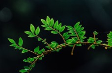 绿树自然植物绿色树叶素材背景图片