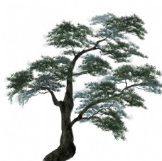 水墨中国风水墨松树图片