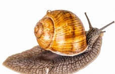 
                    一只蜗牛摄影图图片
