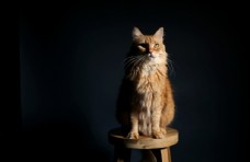 爱上凳子上的猫图片