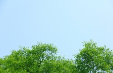 蓝天下的绿树图片