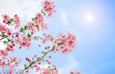 清新唯美自然风景春天小清新海棠花图片