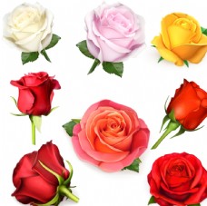 红玫瑰玫瑰花朵图片