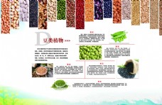 蔬菜蚕豆豆类植物图片
