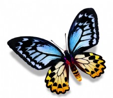 数码蝴蝶图片