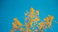 黄色背景立秋秋天银杏黄叶图片