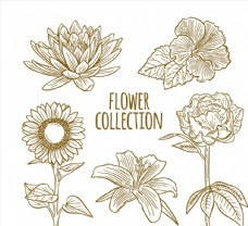 牡丹手绘花卉设计图片