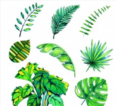 水彩绘绿色棕榈树叶图片