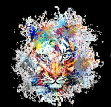 多彩的油墨喷涂形成的凶猛的老虎图片
