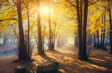 乡村风采深秋时节的树林风景图片