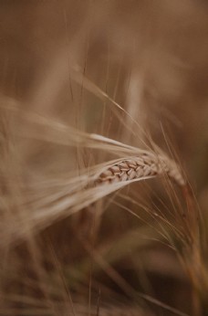 小麦稻穗静物特写图片