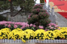 菊花盆栽盆景造型图片
