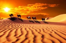 大自然沙漠骆驼图片