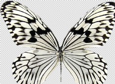 昆虫蝴蝶图案图片