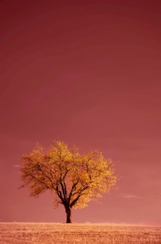 树木秋季风景图片