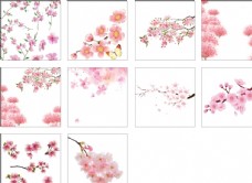樱桃树樱花桃花图片