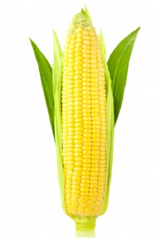 玉米棒糯玉米图片