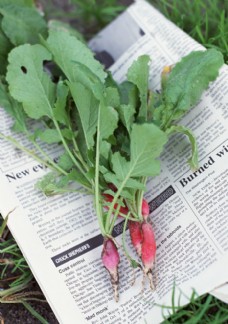 绿色蔬菜报纸上的萝卜图片