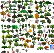 树木乔木类素材图片