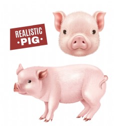 猪矢量素材猪手绘猪卡通猪图片