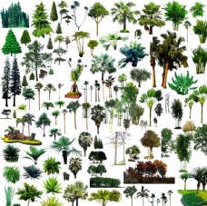 树木热带树素材图片