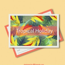 度假热带树叶明信片图片