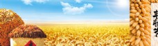 小麦丰收图图片