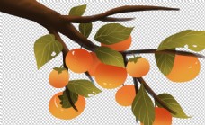 SPA插图柿子树水果卡通插画海报素材图片
