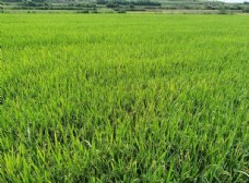 景观水景水稻金色稻田图片