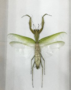 长臂螳螂标本图片