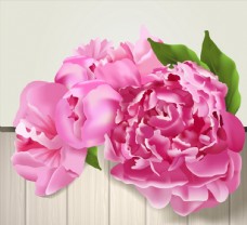 美丽粉色牡丹花图片