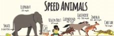 动物奔跑速度信息图图片