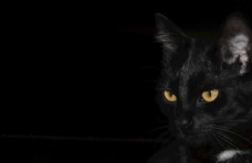 黑猫背景图片