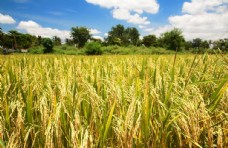 水稻稻田种植农业背景海报素材图片