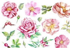 数码手绘花玫瑰花素材图片