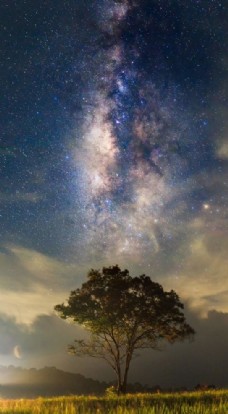 夜空星空大树图片