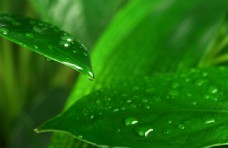 绿色植物的叶子上的水滴图片