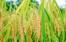 景观水景丰收的水稻图片