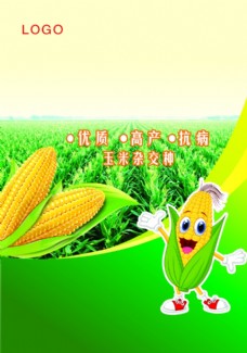 单页玉米种子图片