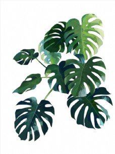 绿背景热带植物龟背竹小清新绿色图片