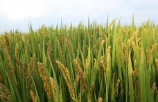 景观水景水稻图片