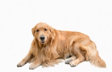 家犬布格拉多金毛犬高清图片