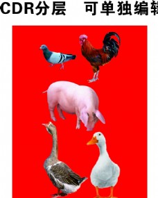 其他生物家禽家畜鸡鸭鹅图片