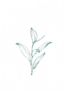 茶点状植物图片