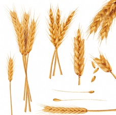 一束小麦穗干全麦现实向量图集图片