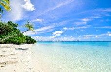 度假海滩椰子树图片