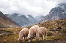 养殖厂冬季草地上的绵羊图片