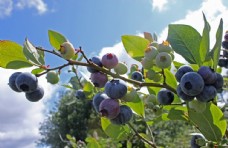 有机水果蓝莓树图片